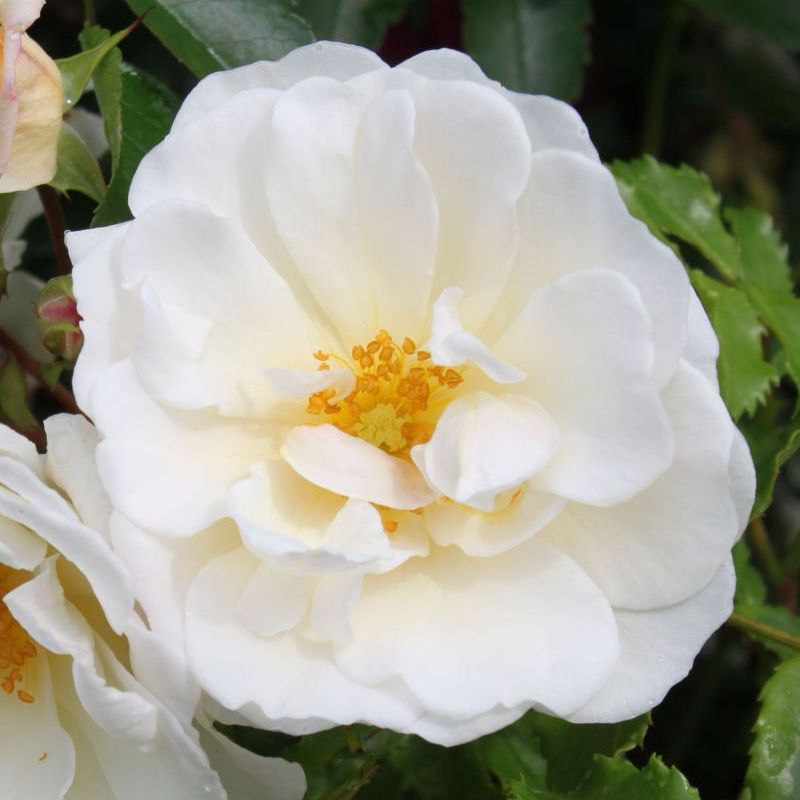 Diamant Ground Cover Rose 3 Litre