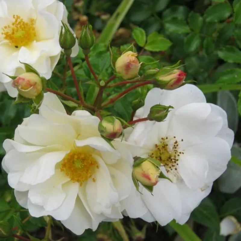 Rosa 'Diamant' Ground Cover Rose 3 Litre