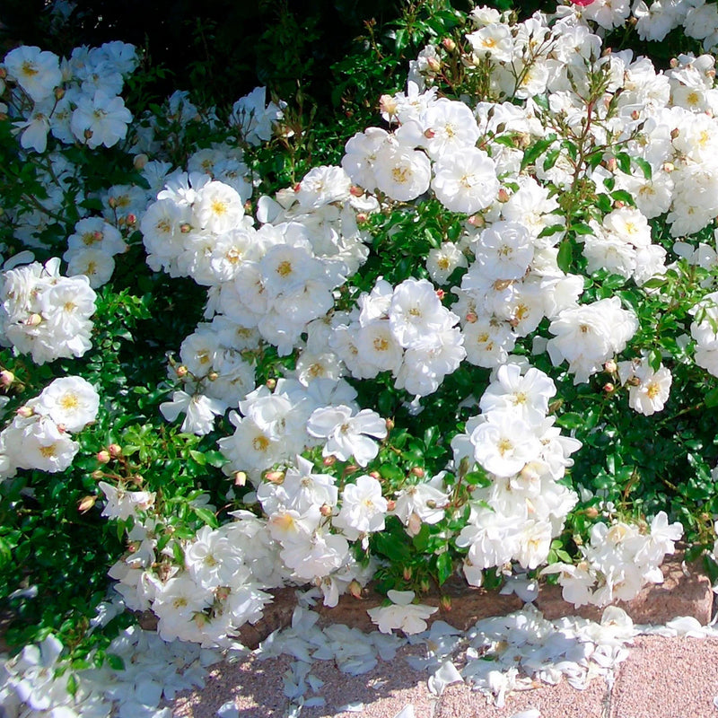 Diamant Ground Cover Rose 3 Litre
