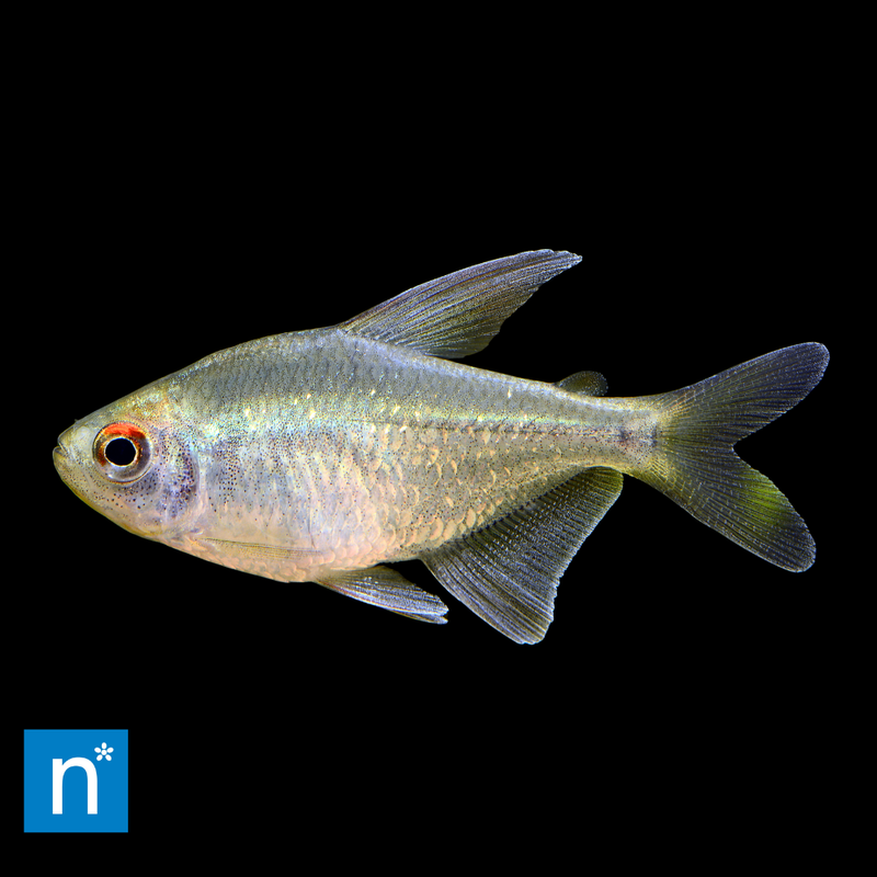 Diamond Tetra | Moenkhausia pittieri