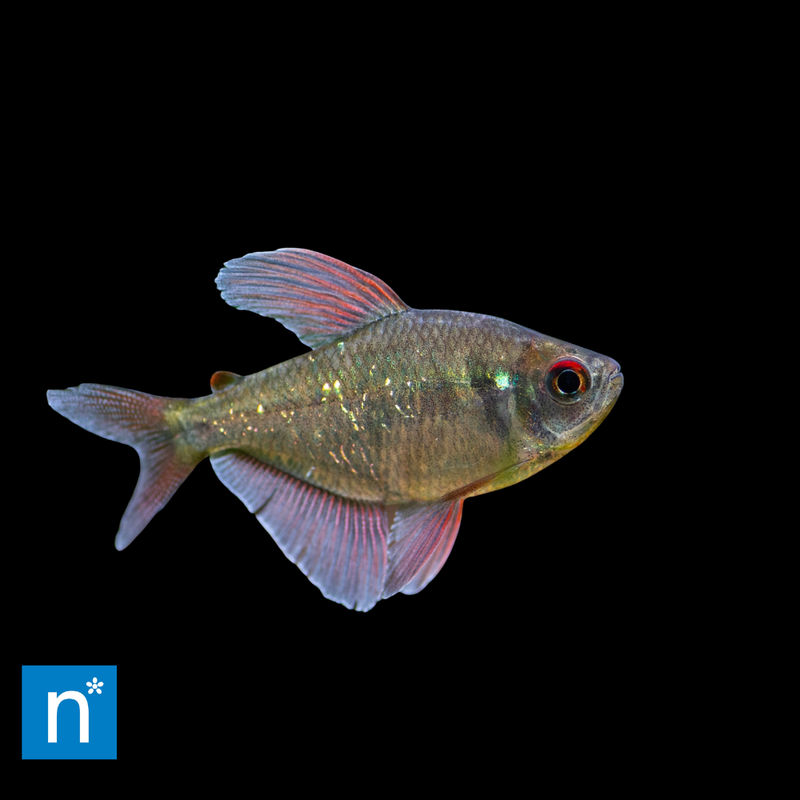 Diamond Tetra | Moenkhausia pittieri