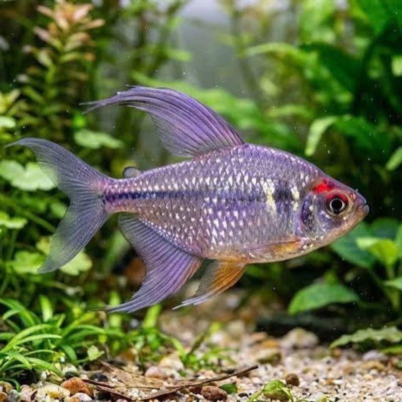 Diamond Tetra | Moenkhausia pittieri