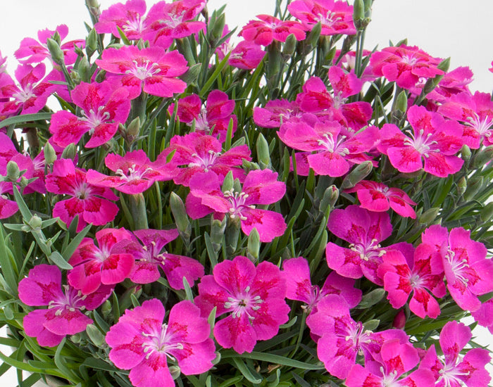 Dianthus Pillow Purple 9cm