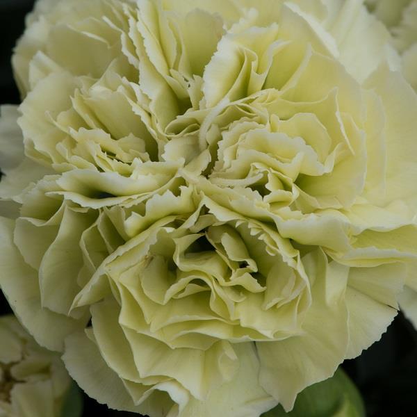 Dianthus flow 'Apella Beach'