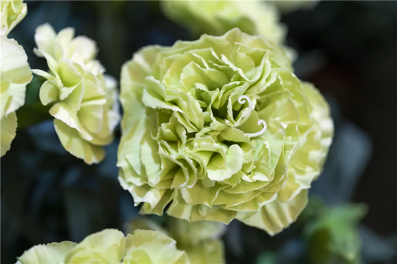 Dianthus flow 'Apella Beach'