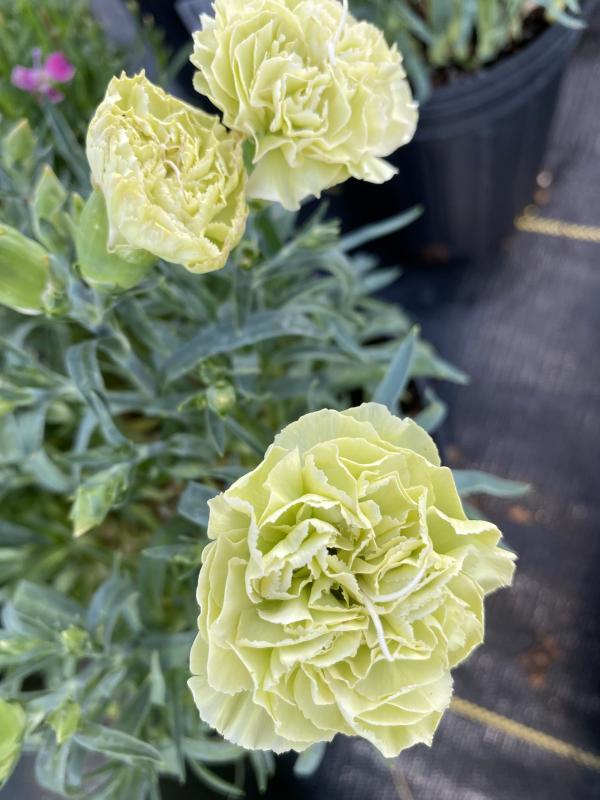 Dianthus flow 'Apella Beach'