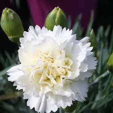 Dianthus 'Memories'   2 Litre