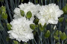 Dianthus 'Memories'   2 Litre