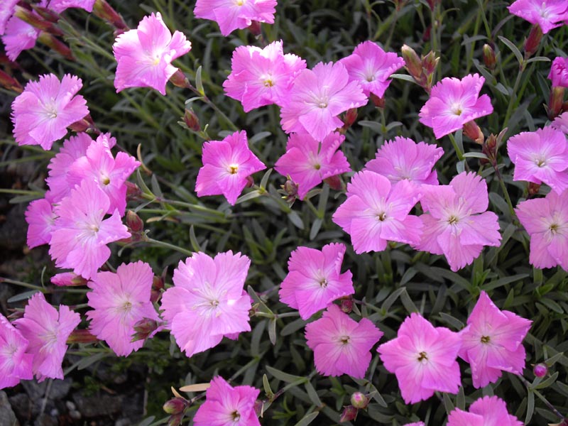 Dianthus 'La Bourboule' (9cm)