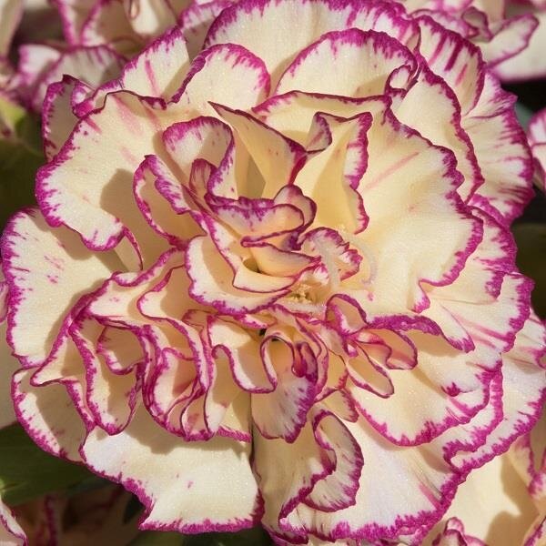 Dianthus flow 'Grace Bay'