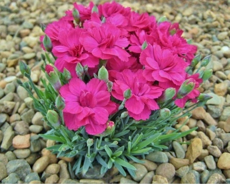 Dianthus Annette