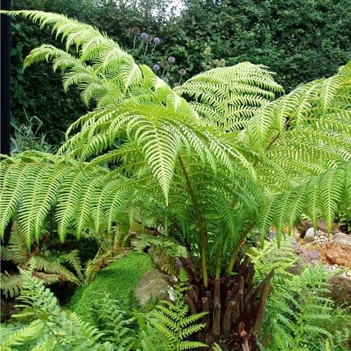 Dicksonia antartica Tree Fern 4 Ft Stem