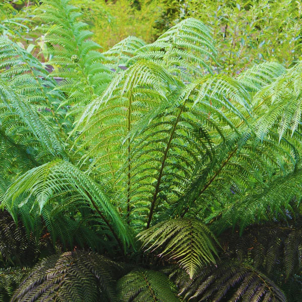 Tree Fern | Dicksonia antarctica (3 Litre)