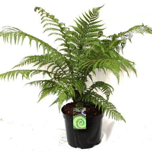 Tree Fern | Dicksonia antarctica (3 Litre)