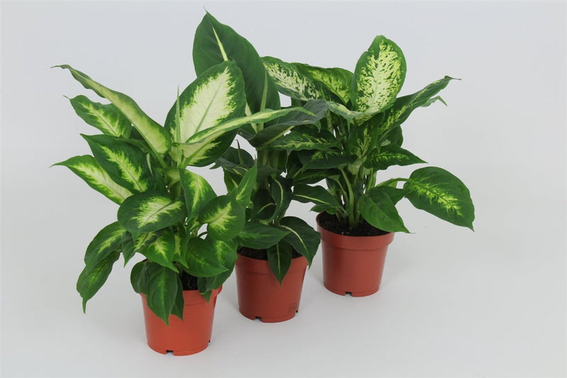 Dieffenbachia mix / P12