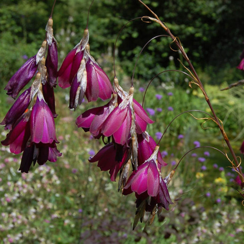 DIERAMA 'Pulcherrimum Blackbird' - 2 ltr