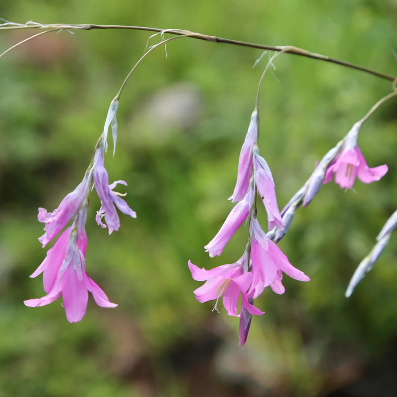 Dierama pulcherrimum | Angel's Fishing Rod 2L