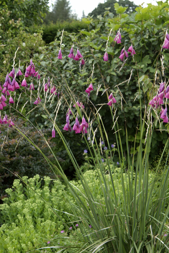 Dierama pulcherrimum | Angel's Fishing Rod 2L