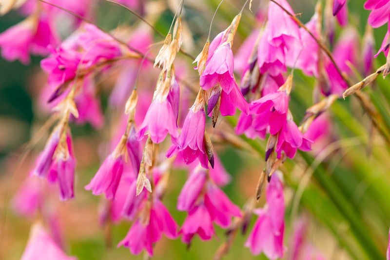 Dierama pulcherrimum | Angel's Fishing Rod 2L