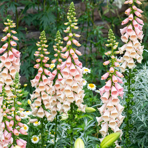 Digitalis purpurea 'Dalmatian Peach'
