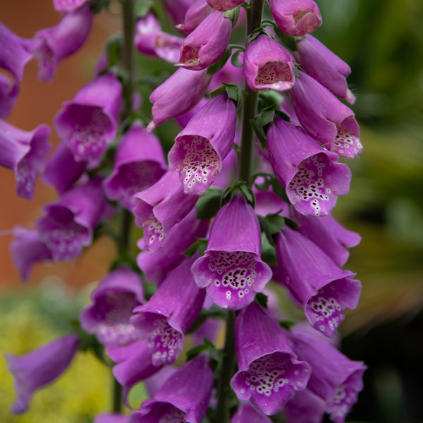 Digitalis 'Dalmation Purple' - Foxglove 2L