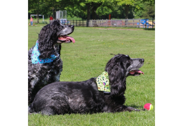 Ancol Soho Reversable Bandana Dino/Ice cream