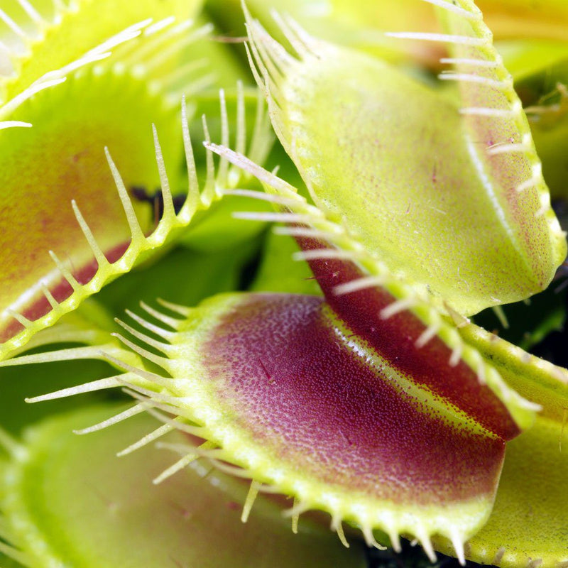 Dionaea muscipula 'Venus Flytrap' 7 cm Terracotta Pot