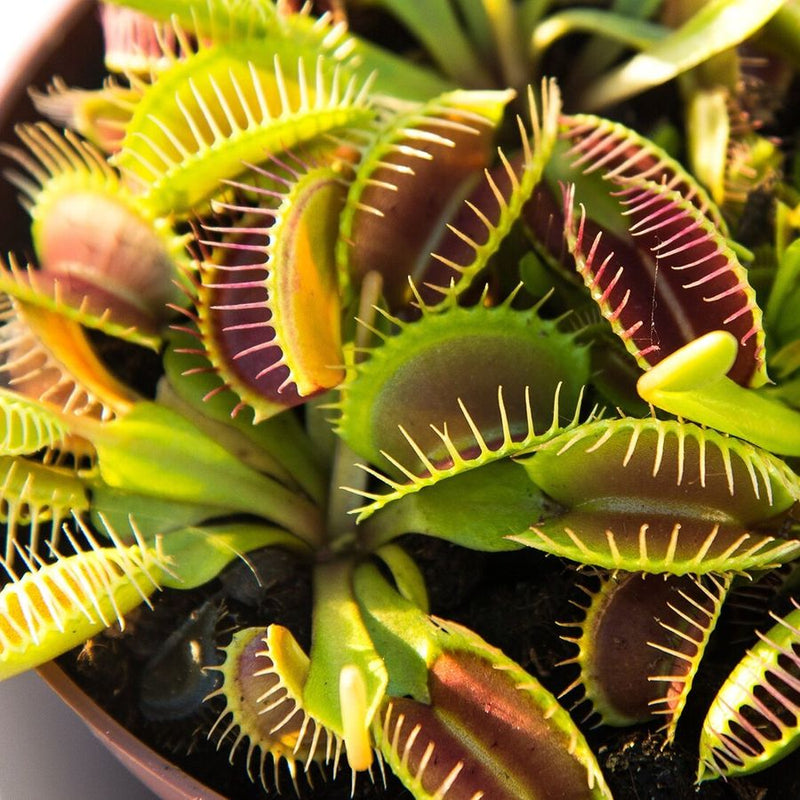 Dionaea muscipula 'Venus Flytrap' 7 cm Terracotta Pot