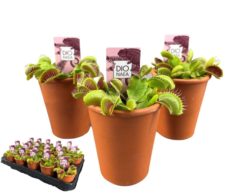 Dionaea muscipula 'Venus Flytrap' 7 cm Terracotta Pot