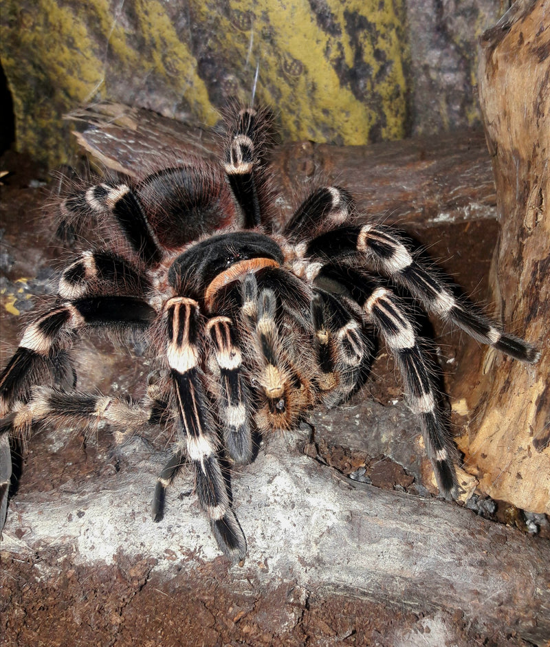 Brazilian White Knee Tarantula | Acanthoscuria geniculata (S)