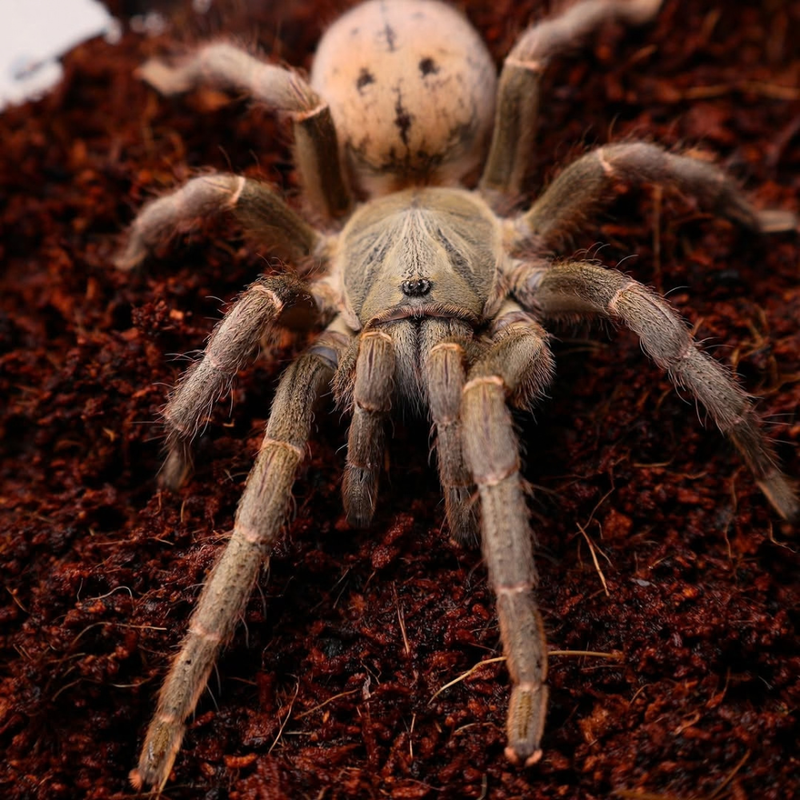 Dodoma Baboon Tarantula (S) | Pterinochilus lugardi