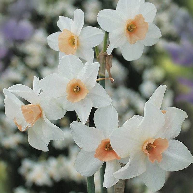 Daffodil Narcissus 'Doll Baby' (6 Pack)