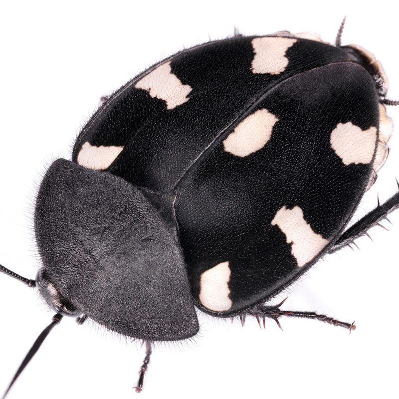 CB Domino Cockroach
