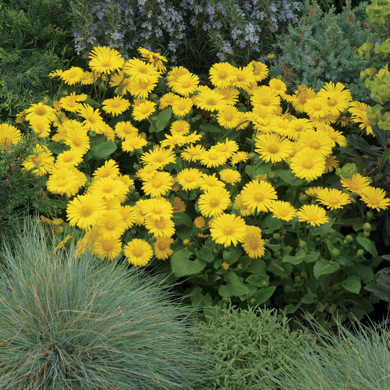 Doronicum Leonardo Compact 9cm