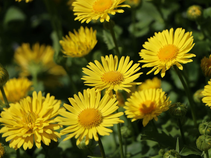 Doronicum 'Little Leo' 2 Litre