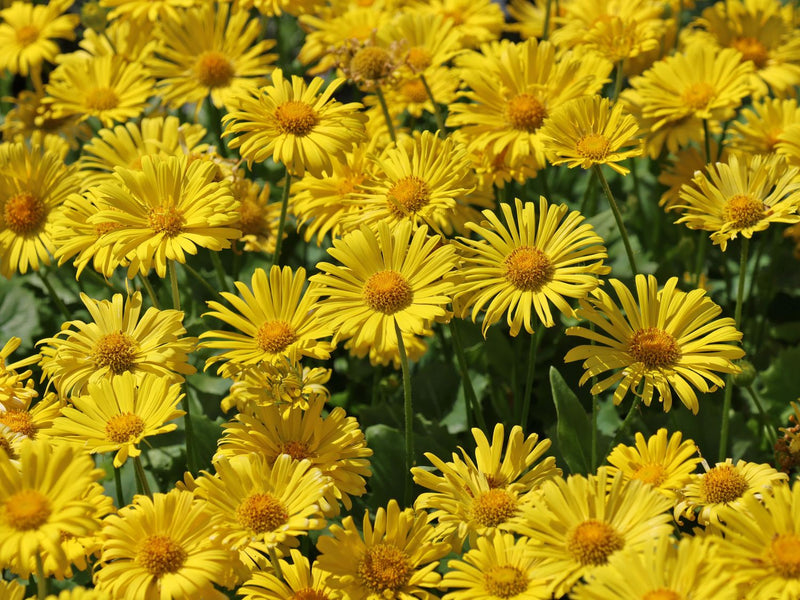 Doronicum 'Little Leo' 2 Litre