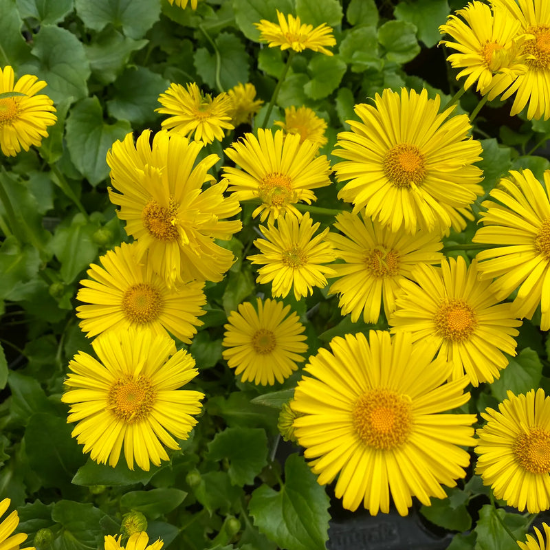 Doronicum 'Little Leo' 2 Litre