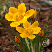 Crocus 'Dorothy'