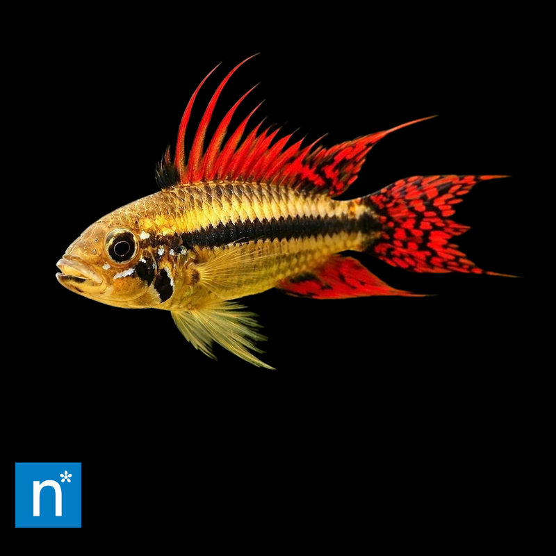 Double Red Cockatoo Dwarf Cichlid | Apistogramma cacatuoides