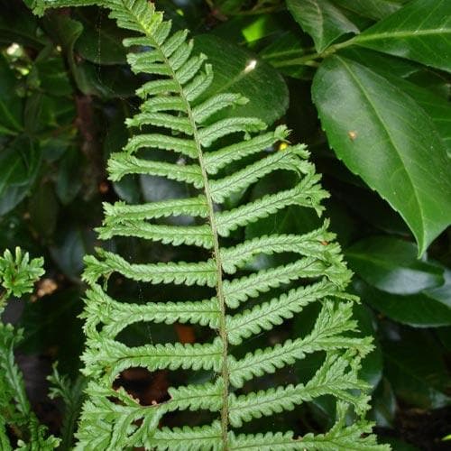 King Fern | Dryopteris affinis 'Cristata'