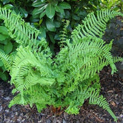 King Fern | Dryopteris affinis 'Cristata'