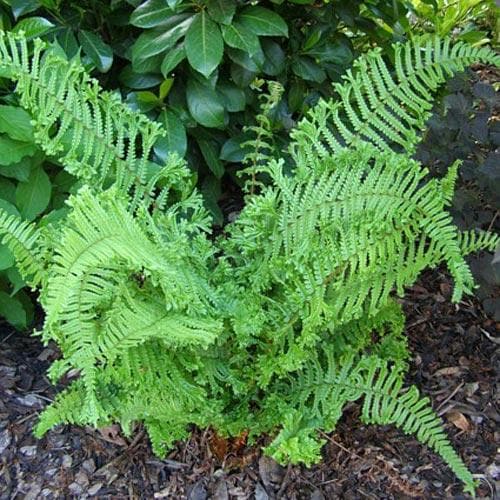King Fern | Dryopteris affinis 'Cristata'
