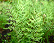 Male Fern | Dryopteris filix-mas 'Linearis Polydactyla'