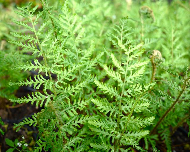 Male Fern | Dryopteris filix-mas 'Linearis Polydactyla'