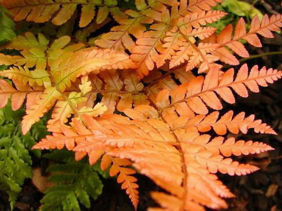 Dryopteris erythrosora | Autumn Fern (2 Litre)
