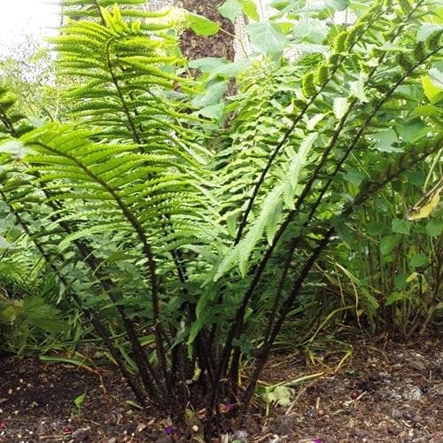 Dryopteris wallichiana 2L