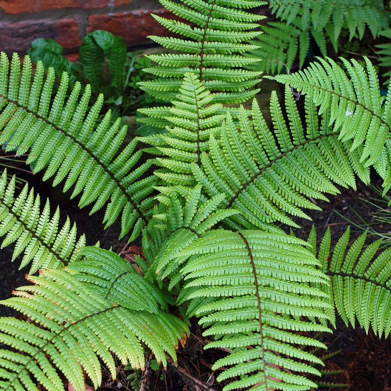 Dryopteris wallichiana 2L