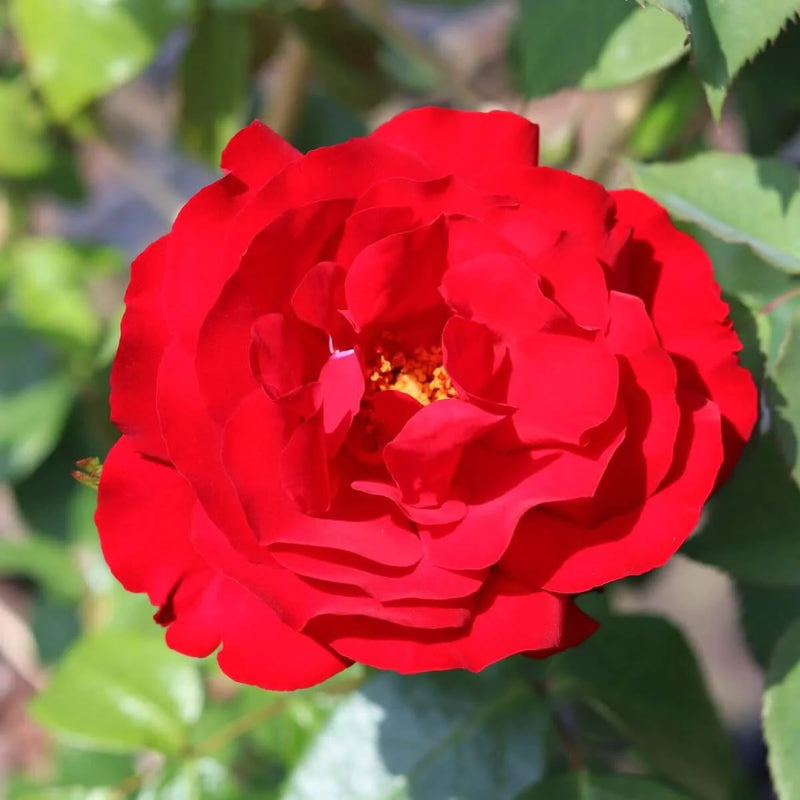 Dublin Bay Climbing Rose 5 Litre
