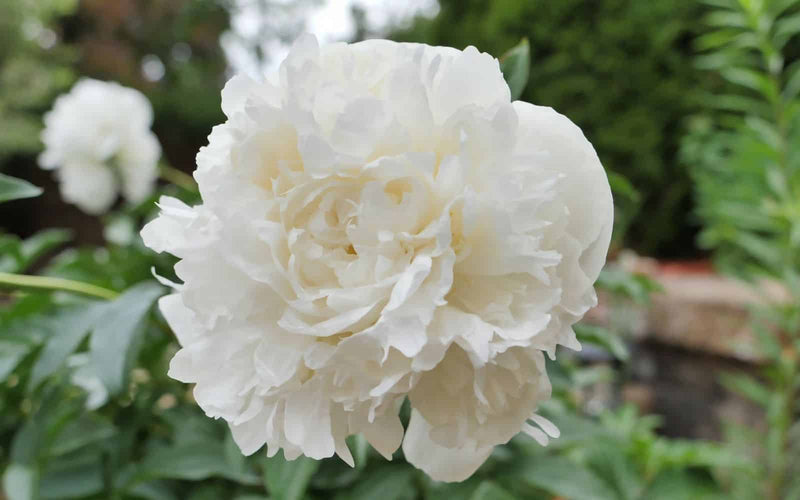 Paeonia Lactiflora 'Duchesse de Nemours' | Peony (4 Litre)