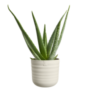 Elho Dune Round 16cm Linen White – planted display